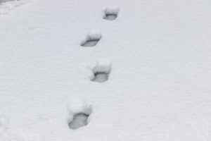 Footsteps on snow
