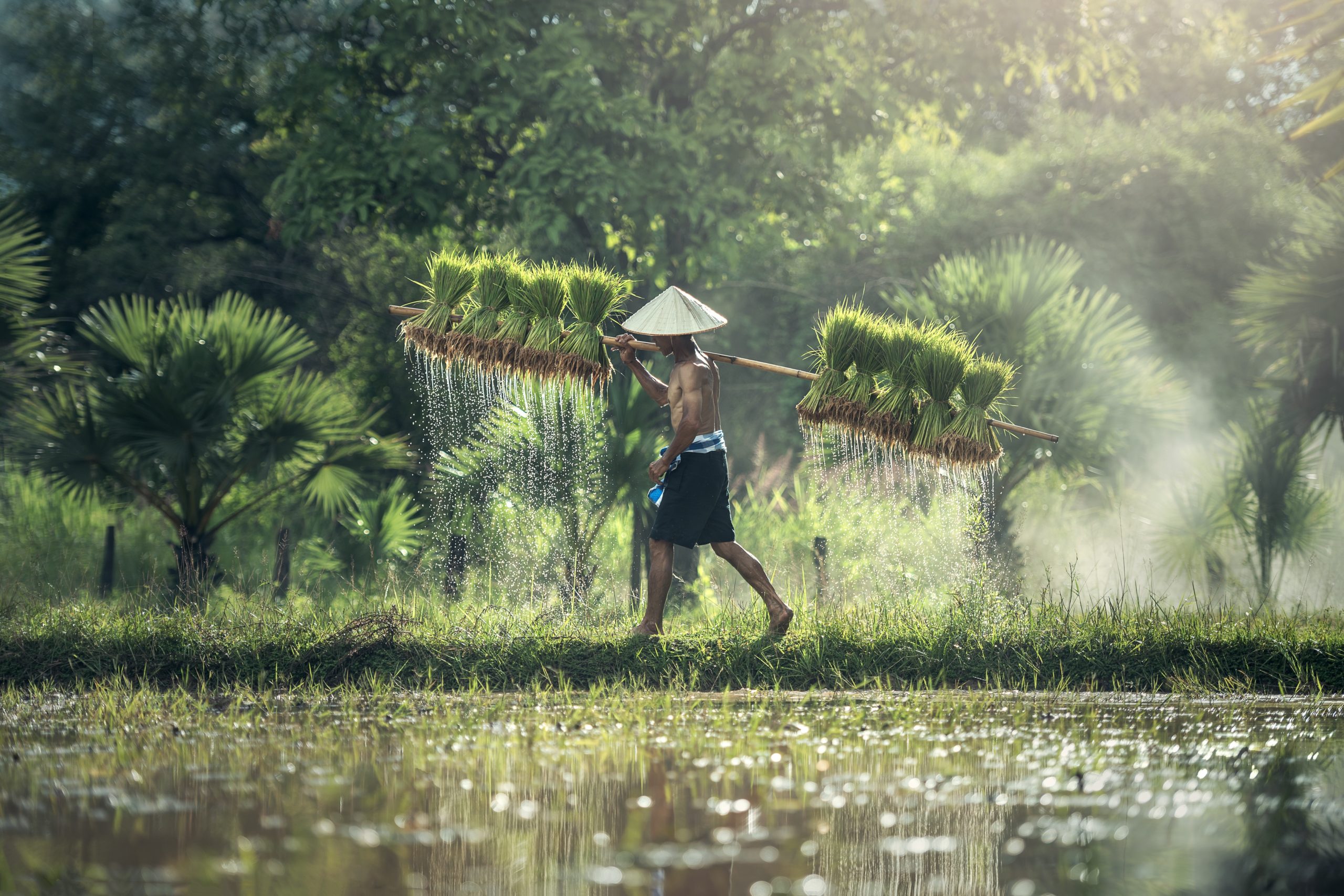 Monsoons and Parenting: How the Weather Shapes Asian Parenting